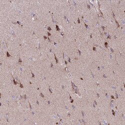 Invitrogen FUNDC2 Polyclonal Antibody 100 &mu;L; Unconjugated:Antibodies,