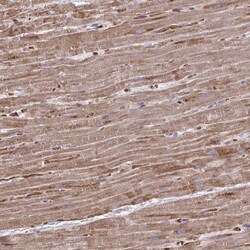 Invitrogen FUNDC2 Polyclonal Antibody 100 &mu;L; Unconjugated:Antibodies,