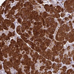 Invitrogen FUNDC2 Polyclonal Antibody 100 &mu;L; Unconjugated:Antibodies,