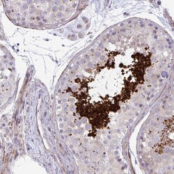 Invitrogen FUNDC2 Polyclonal Antibody 100 &mu;L; Unconjugated:Antibodies,