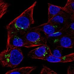 Invitrogen RAB6A Polyclonal Antibody 100 &mu;L; Unconjugated:Antibodies,