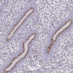 Invitrogen RAB6A Polyclonal Antibody 100 &mu;L; Unconjugated:Antibodies,