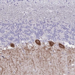 Invitrogen GALNT16 Polyclonal Antibody 100 &mu;L; Unconjugated:Antibodies,