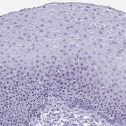 Invitrogen TBC1D29 Polyclonal Antibody 100 &mu;L; Unconjugated:Antibodies,
