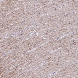 Invitrogen MYL12A Polyclonal Antibody 100 &mu;L; Unconjugated:Antibodies,