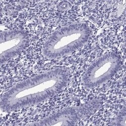 Invitrogen C3orf22 Polyclonal Antibody 100 &mu;L; Unconjugated:Antibodies,