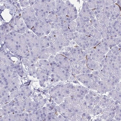 Invitrogen FOXN3 Polyclonal Antibody 100 &mu;L; Unconjugated:Antibodies,