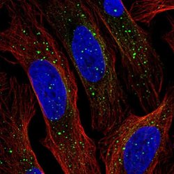 FJX1 Polyclonal Antibody, Invitrogen 100 &mu;L; Unconjugated:Antibodies,