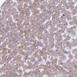 Invitrogen NIPSNAP1 Polyclonal Antibody 100 &mu;L; Unconjugated:Antibodies,