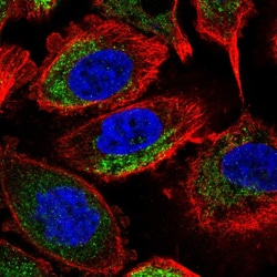 Invitrogen NDUFA7 Polyclonal Antibody 100 &mu;L; Unconjugated:Antibodies,
