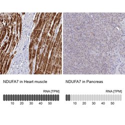 Invitrogen NDUFA7 Polyclonal Antibody 100 &mu;L; Unconjugated:Antibodies,