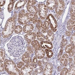 Invitrogen NDUFA7 Polyclonal Antibody 100 &mu;L; Unconjugated:Antibodies,