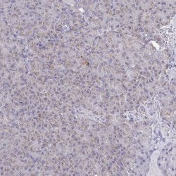 Invitrogen NDUFA7 Polyclonal Antibody 100 &mu;L; Unconjugated:Antibodies,