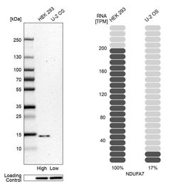 Invitrogen NDUFA7 Polyclonal Antibody 100 &mu;L; Unconjugated:Antibodies,