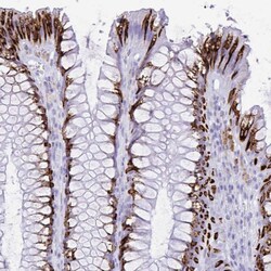 SELV Polyclonal Antibody:Antibodies, Polyclonal