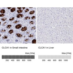 Invitrogen CLCA1 Polyclonal Antibody 100 &mu;L; Unconjugated:Antibodies,