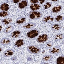 Invitrogen CLCA1 Polyclonal Antibody 100 &mu;L; Unconjugated:Antibodies,