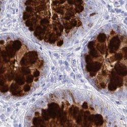 Invitrogen CLCA1 Polyclonal Antibody 100 &mu;L; Unconjugated:Antibodies,
