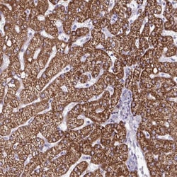 Invitrogen DUXA Polyclonal Antibody 100 &mu;L; Unconjugated:Antibodies,