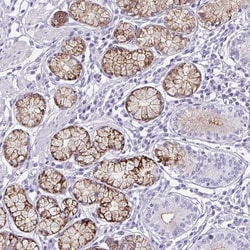 Invitrogen OR5F1 Polyclonal Antibody 100 &mu;L; Unconjugated:Antibodies,