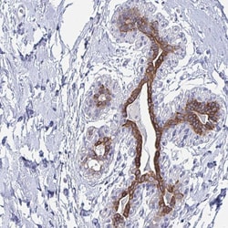 Invitrogen FAM46D Polyclonal Antibody 100 &mu;L; Unconjugated:Antibodies,