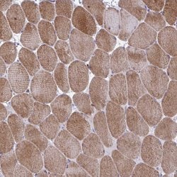 Invitrogen GRXCR2 Polyclonal Antibody 100 &mu;L; Unconjugated:Antibodies,