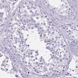 Invitrogen OR4B1 Polyclonal Antibody 100 &mu;L; Unconjugated:Antibodies,