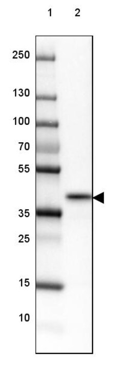 Invitrogen NRBF2 Polyclonal Antibody 100 &mu;L | Buy Online | Invitrogen&trade; | Fisher Scientific