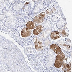 Invitrogen PRR20A Polyclonal Antibody 100 &mu;L; Unconjugated:Antibodies,