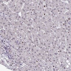 Invitrogen JDP2 Polyclonal Antibody 100 &mu;L; Unconjugated:Antibodies,