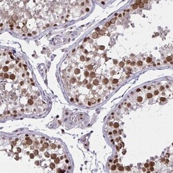 Invitrogen C14orf39 Polyclonal Antibody 100 &mu;L; Unconjugated:Antibodies,