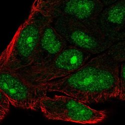 Invitrogen C14orf39 Polyclonal Antibody 100 &mu;L; Unconjugated:Antibodies,