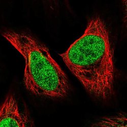 Invitrogen ZNF280B Polyclonal Antibody 100 &mu;L; Unconjugated:Antibodies,