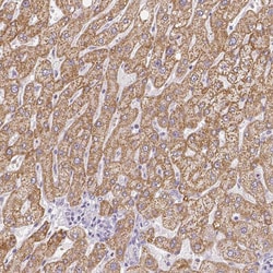 Invitrogen ZNF280B Polyclonal Antibody 100 &mu;L; Unconjugated:Antibodies,