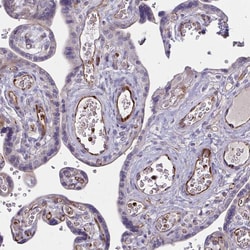 Invitrogen SLC14A1 Polyclonal Antibody 100 &mu;L; Unconjugated:Antibodies,