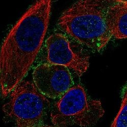 Invitrogen TTC7B Polyclonal Antibody 100 &mu;L; Unconjugated:Antibodies,