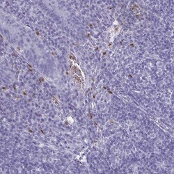 Invitrogen SERPINB10 Polyclonal Antibody 100 &mu;L; Unconjugated:Antibodies,