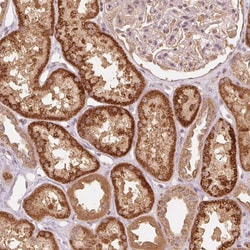 Invitrogen C2orf73 Polyclonal Antibody 100 &mu;L; Unconjugated:Antibodies,