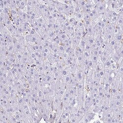 Invitrogen RHBDL3 Polyclonal Antibody 100 &mu;L; Unconjugated:Antibodies,