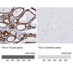 Invitrogen IYD Polyclonal Antibody 100 &mu;L; Unconjugated:Antibodies,