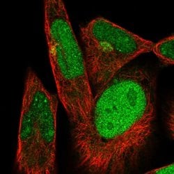 Invitrogen DTX3 Polyclonal Antibody 100 &mu;L; Unconjugated:Antibodies,