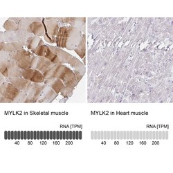 Invitrogen MYLK2 Polyclonal Antibody 100 &mu;L; Unconjugated:Antibodies,