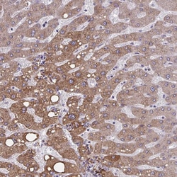Invitrogen OR4A47 Polyclonal Antibody 100 &mu;L; Unconjugated:Antibodies,