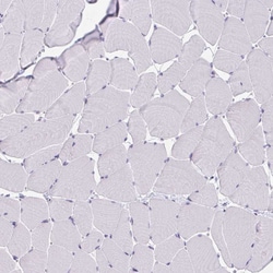 Invitrogen OR4A47 Polyclonal Antibody 100 &mu;L; Unconjugated:Antibodies,