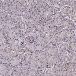 Invitrogen NIP7 Polyclonal Antibody 100 &mu;L; Unconjugated:Antibodies,