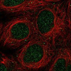 Invitrogen GLB1L2 Polyclonal Antibody 100 &mu;L; Unconjugated:Antibodies,