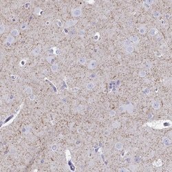 Invitrogen VGAT Polyclonal Antibody 100 &mu;L; Unconjugated:Antibodies,