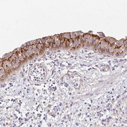 Invitrogen PRIMA1 Polyclonal Antibody 100 &mu;L; Unconjugated:Antibodies,