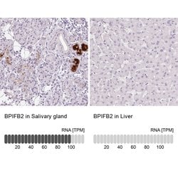Invitrogen BPIL1 Polyclonal Antibody 100 &mu;L; Unconjugated:Antibodies,