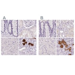 Invitrogen BPIL1 Polyclonal Antibody 100 &mu;L; Unconjugated:Antibodies,